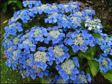 ��������� ��������� 141�