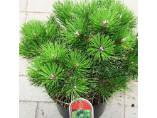 ����� Pinus nigra nigra-105,70