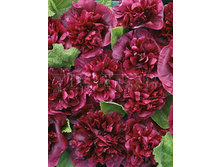 Alcea-Blackberry.jpg