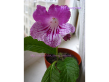 DS ���������