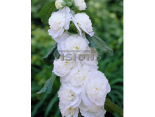 Alcea Brides Bouquet.jpg