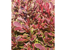 229���. �������� �������� ������ ���� ���16.jpg