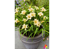 241,4���. �������� EVERYDAYLILY™ ����(�������� ���� �� 1 ��., ����������� ����� 1��.)���16.jpg