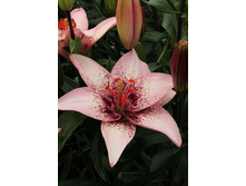 27,88���. ����� ���� �������(�������� ���� �� 5 ��., ����������� ����� 1��.)���15.jpg