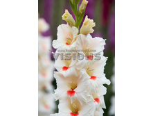 10,19���. ��������� ����(���������� ������ ������ ���������� �� 8 ��.).jpg