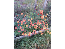 20151006 063531.jpg