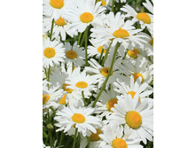 34,57���. ������� ������� ��������(�������� ���� �� 3 ��., ����������� ����� 1��.).jpg