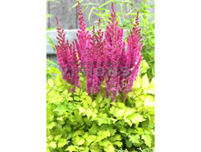 115,3���. �������� PARTIEZZ �������� �����(�������� ���� �� 1 ��., ����������� ����� 1��.)���16.jpg