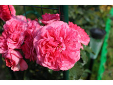 Rosarium Uetersen (15).JPG