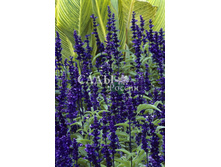 ������� ��������� ������ 0,1�� 10.jpg