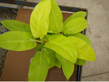 ����������� ����� ���� ....