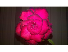 WP 20151020 20 36 27 Pro.jpg