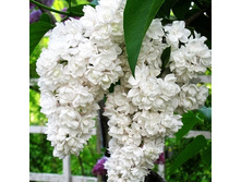 190���. ������ ������������ ��������� ������.jpg