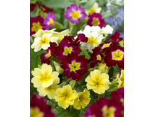 146,5���. ������� �������, �����(�������� ���� �� 1 ��., ����������� ����� 1��.).jpg