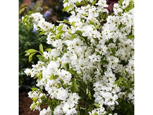 233���. ��������� ��������� �������.jpg