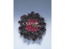 ������� ������������ ���������� �������� 5�� 12.jpg