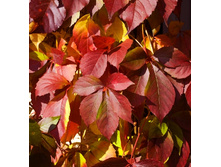 192���. ������� �������� ��� ����.jpg