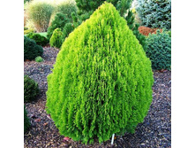 101,2���. ��� Thuja occidentalis Aurea Nana.jpg
