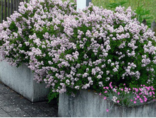 ������ ������ �������-167