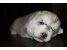 ������ №1 ( 14 ����) -���������