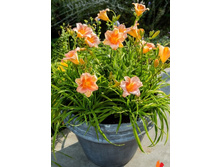 241,4���. �������� EVERYDAYLILY™ ��� ����(�������� ���� �� 1 ��., ����������� ����� 1��.)���16.jpg