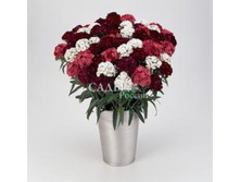 �������� �������� ������� ���� 5�� 20.jpg