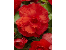 61,23���. ������� ������� ����-�������(�������� ���� �� 4 ��., ����������� ����� 1��.).jpg