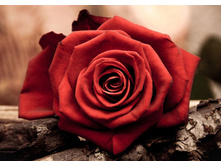 ������� ���� 27*19 Ag4631 - 585 ���.