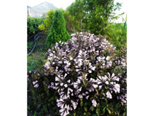 ������� ���� ��� ����-207.jpg