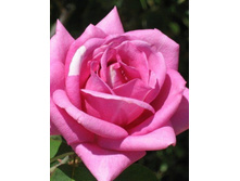 ������� 220���. (����� �������� ��� 4��.).jpg