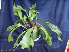 ����������� - 350 - 450 ���.