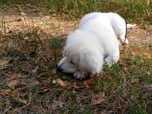 IMG 20151004 143051.jpg