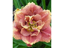 Hemerocallis-Happy-Hooligan.jpg