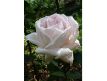 ���� ����� ����� 220���. (����� �������� ��� 8��.).jpg