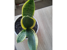 20150918 134334 HDR.jpg