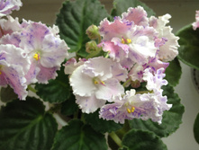 ���� ����