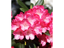 426���. ����������� ������������ ����������.jpg