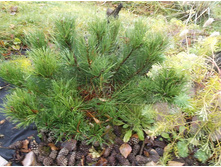 ����� ������