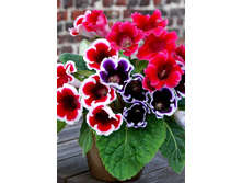 62,4���. ��������� ����� ������(�������� ���� �� 3 ��., ����������� ����� 1��.)���15.jpg