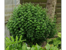 ����� ���������-143