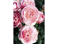 �������� 220���. (����� �������� ��� 9��.).jpg