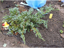 ������������ ��� ������