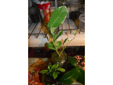 �������� ����, Backhousia citriodora � Citrus Medico variegata