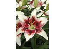 33,08���. ����� ������ ����(�������� ���� �� 5 ��., ����������� ����� 1��.)���16.jpg