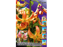 136,7���. ����� ������ �������(�������� ���� �� 2 ��., ����������� ����� 1��.).jpg