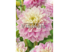 80,2���. �������� ���� ���(�������� ���� �� 1 ��., ����������� ����� 1��.)���16.jpg