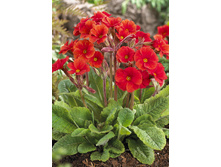 196,6���. ������� ��� �����(�������� ���� �� 1 ��., ����������� ����� 1��.).jpg