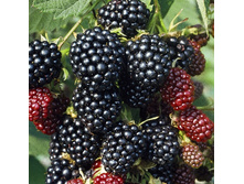 163���. ������� ��������� �������� ��������.jpg