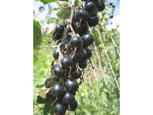 163���. ���������-������������� ������ �����.jpg