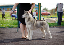 ����� ���� ��� �������